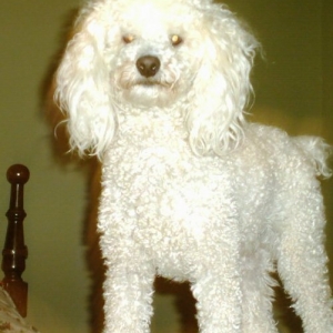 Bailey_on_my_bed