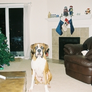 Diesel Christmas 2005