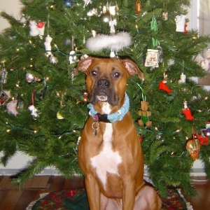 Madison's Christmas Pic