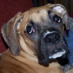 My little Rocky boy!