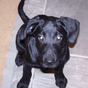 Little Lucy
