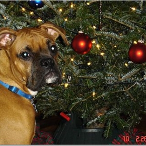first xmas tree
