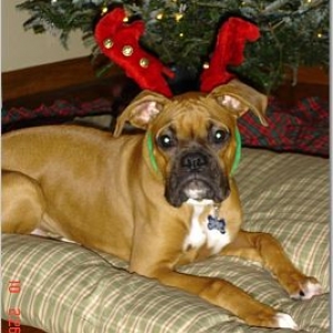 boxer reindeer