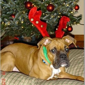 i love xmas