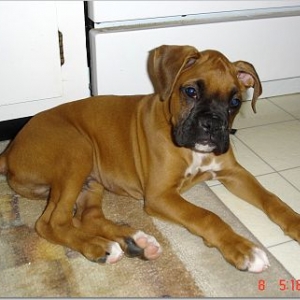 nine weeks old