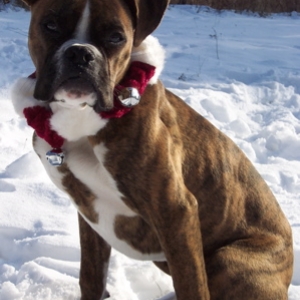 Duke's First Christmas