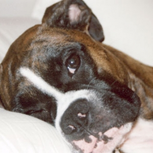 Marley laying in bed on pillow