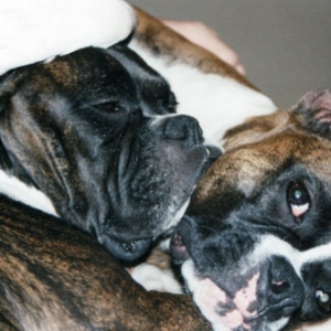 Marley & Raven laying together on sofa