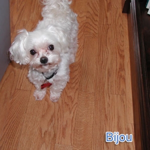 Bijou