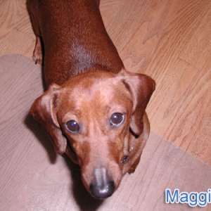 Maggie