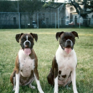 Marley & Raven at dog park