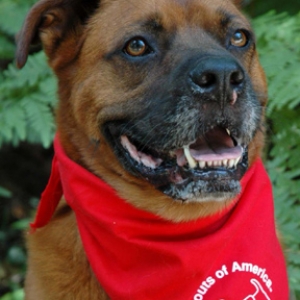 dukedogscout1