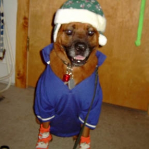 sillyduke