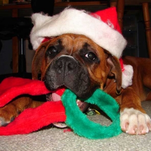 Christmas Spirit