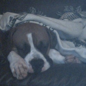 Diesel with his Blanket taking a nap
