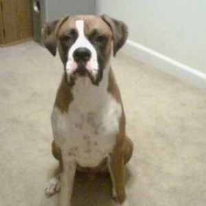 Diesel Nov. 2005