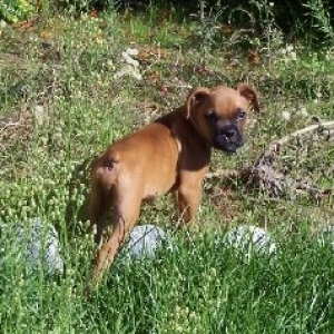 Rocky playing in the backyard