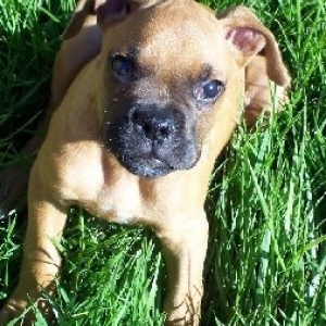 Rocky sitting in the grass