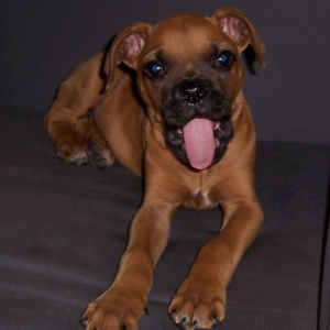 Rocky yawning