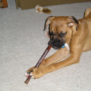 Luna enjoying a bully stick