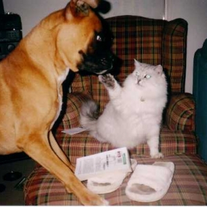 The cat strikes back