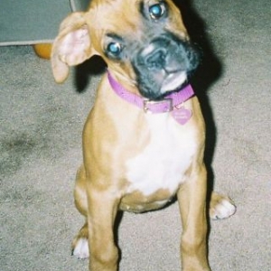 Gracie
