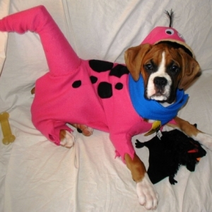 Dino Dinosaur 4 months old