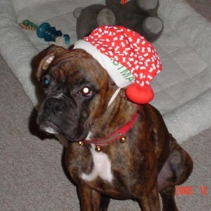 Our Christmas Boxer