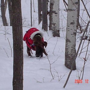 A play in the Forest