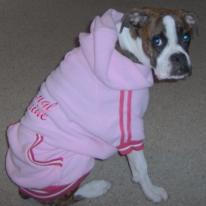 Goldie posing in her new pink hoodie.  Do you like?