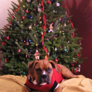 Lola Xmas