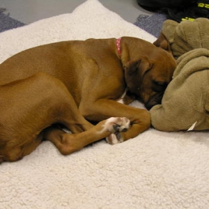 Lola takes a nap