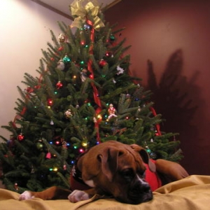 By the tree