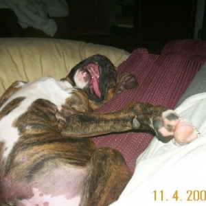 Beast  looks so silly sleeping like this.