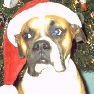 Capone is Santa