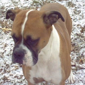 Snowdog
