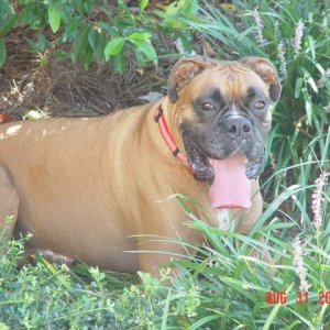 Dog days of summer