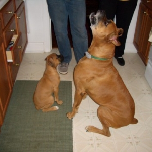 Lucy & Zeus