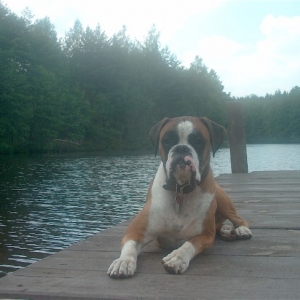 Fenway after a swim