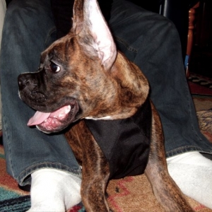 Oscar enjoying company.