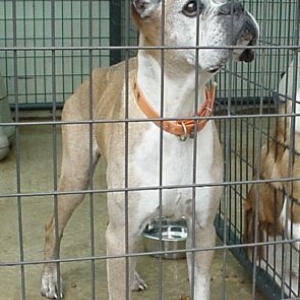 King @ the Animal Shelter