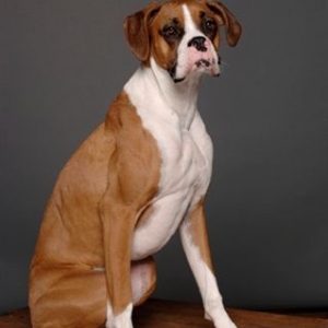 Miss Murphy's Portrait