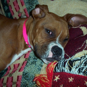 Our new 5 month old boxer girl Bella