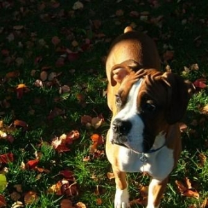 Jackson in the sun