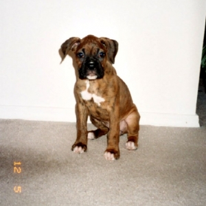 Kaybie Sitting Pretty (9 weeks old)