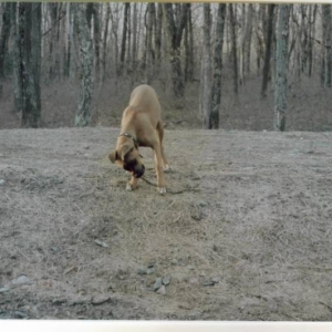 Attacking the stick