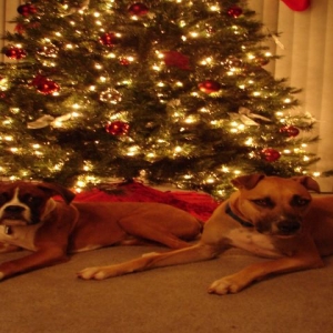 Christmas Photo