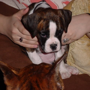 Cricket Has Arrived!!!