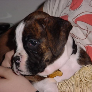 Cricket is here!