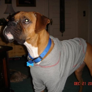 Rocky's X-mas present